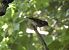 Pinson des arbres (Fringilla coelebs) © Magali Hivert