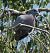 Pigeon colombin (Columba oenas) © Magali Hivert