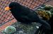 Merle noir (Turdus merula) © Mathis Poitevin
