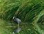 Foulque macroule (Fulica atra) © Veronique Lobjoie