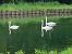 Cygne tuberculé  - Veronique Lobjoie
