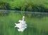 Cygne tuberculé  - Veronique Lobjoie