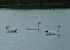 Cygne tuberculé (Cygnus olor) © Veronique Lobjoie