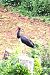 Cigogne noire (Ciconia nigra) © Patrick Quercy