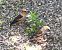 Grosbec casse-noyaux (Coccothraustes coccothraustes) © Patrick Quercy