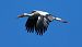Cigogne blanche (Ciconia ciconia) © Patrick Fromont
