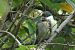 Mésange charbonnière (Parus major) © Sandra Goriaux