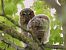 Chouette hulotte (Strix aluco) © Denis Maciet