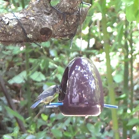 Mésange bleue  - Marc Chabanon