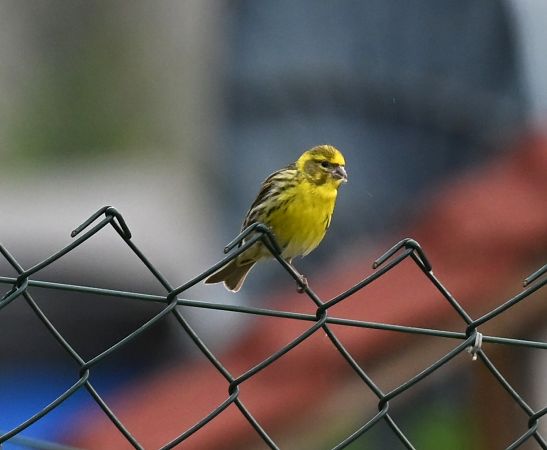 Serin cini  - Boesch Claude