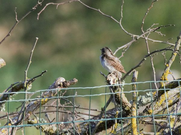 Oiseau indéterminé 