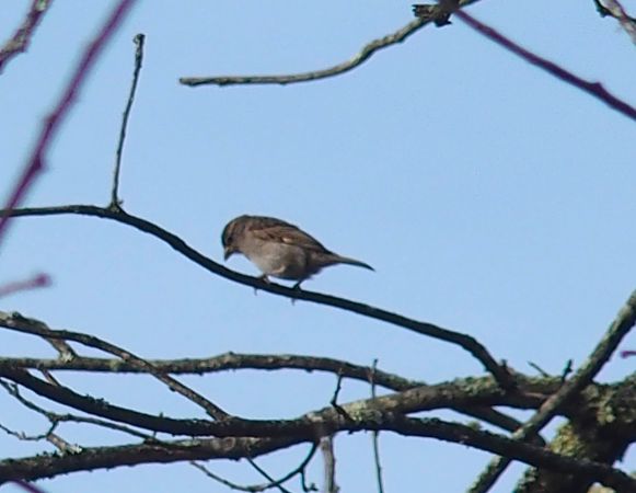 Moineau domestique 