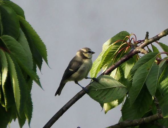 Mésange bleue 