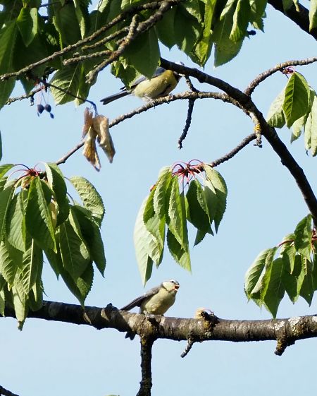 Mésange bleue 