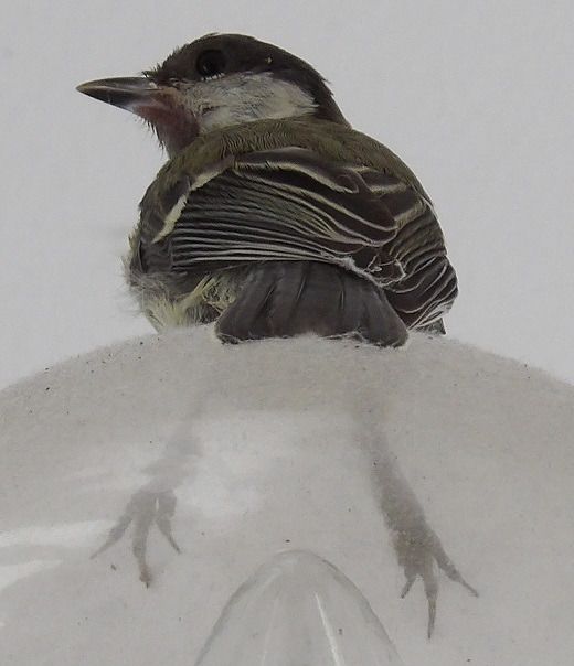 Mésange charbonnière  - Xavier Terrassier