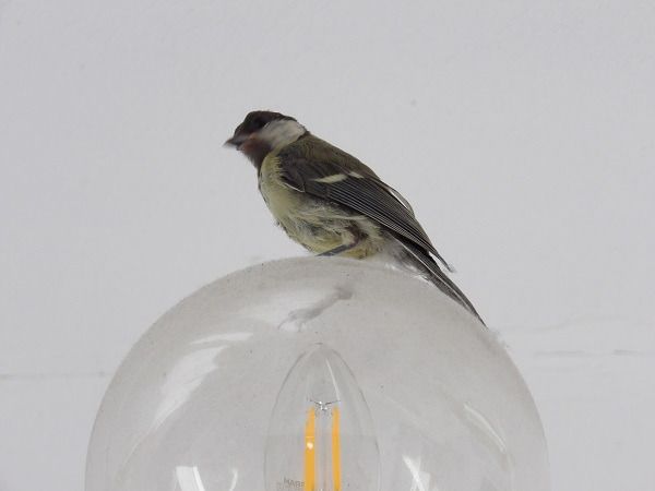 Mésange charbonnière  - Xavier Terrassier