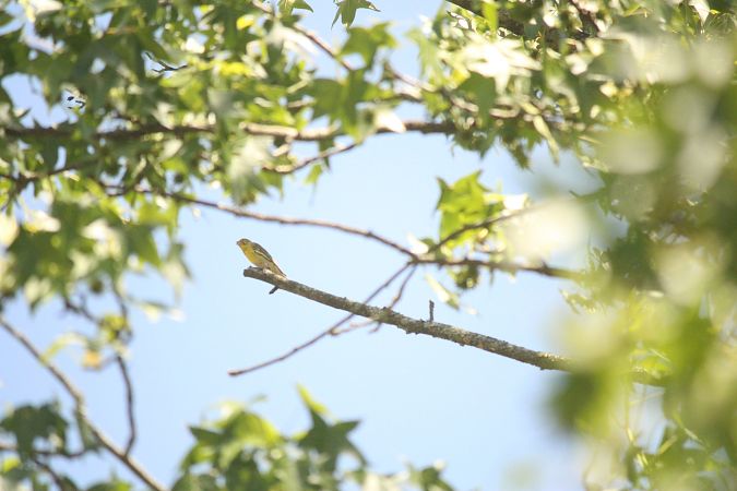 Serin cini  - Jaime Bompart Cireau