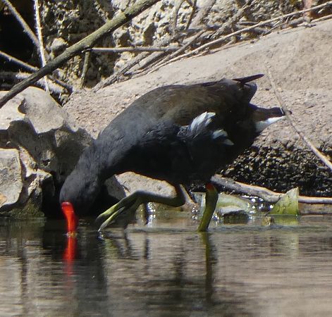 Gallinule poule-d'eau  - Magali Hivert