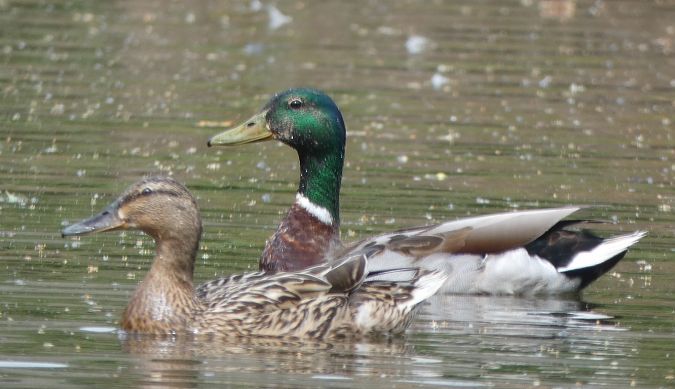Canard colvert  - Magali Hivert