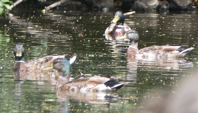 Canard colvert  - Magali Hivert