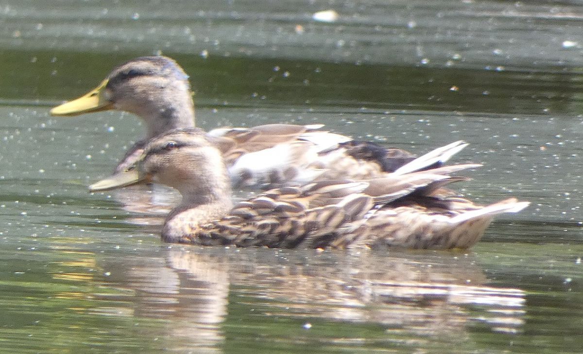 Canard colvert  - Magali Hivert
