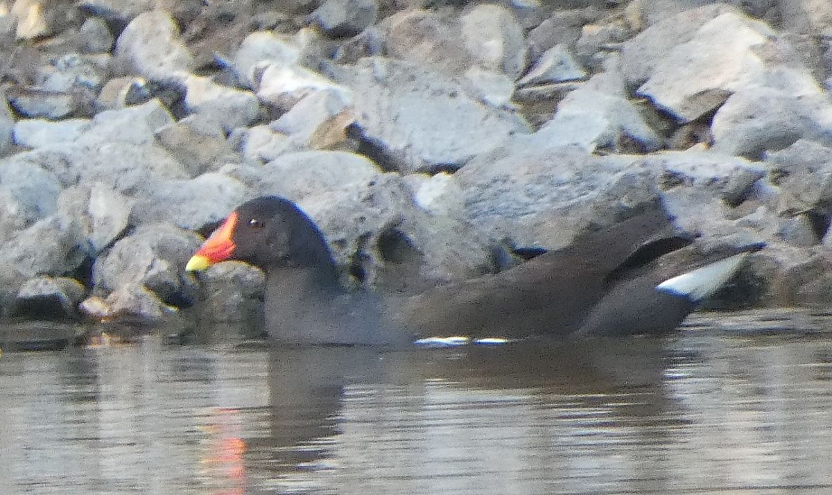 Gallinule poule-d'eau  - Magali Hivert