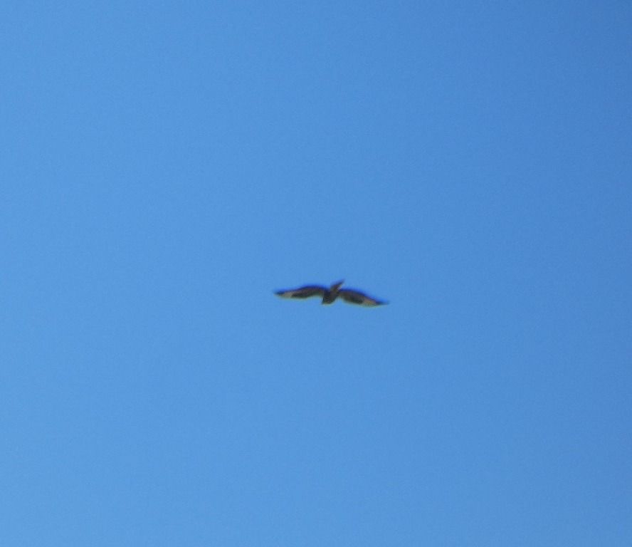 Buse variable  - Magali Hivert