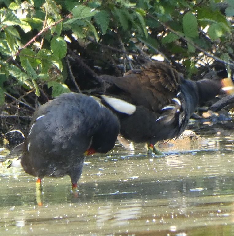 Gallinule poule-d'eau  - Magali Hivert
