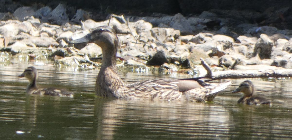 Canard colvert  - Magali Hivert