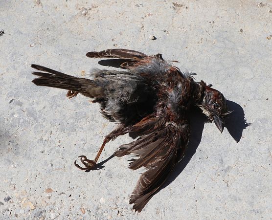 Moineau domestique  - Isabel Martinez-Arrabal