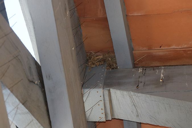 Moineau domestique  - Isabel Martinez-Arrabal