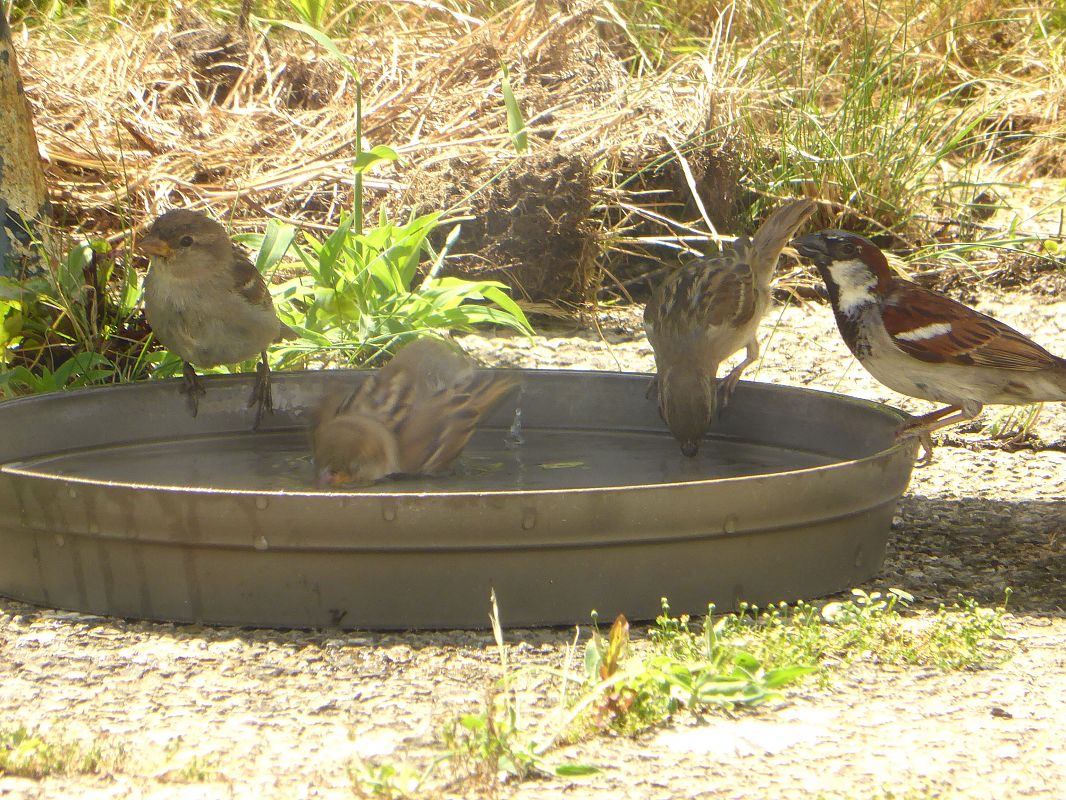 Moineau domestique 