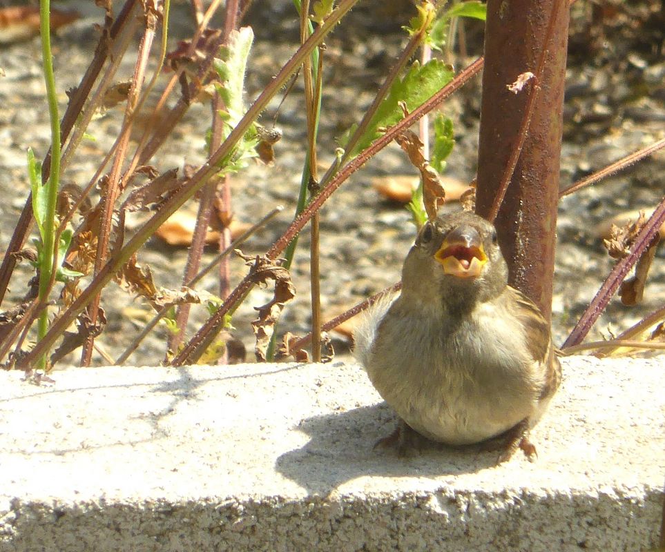 Moineau domestique 