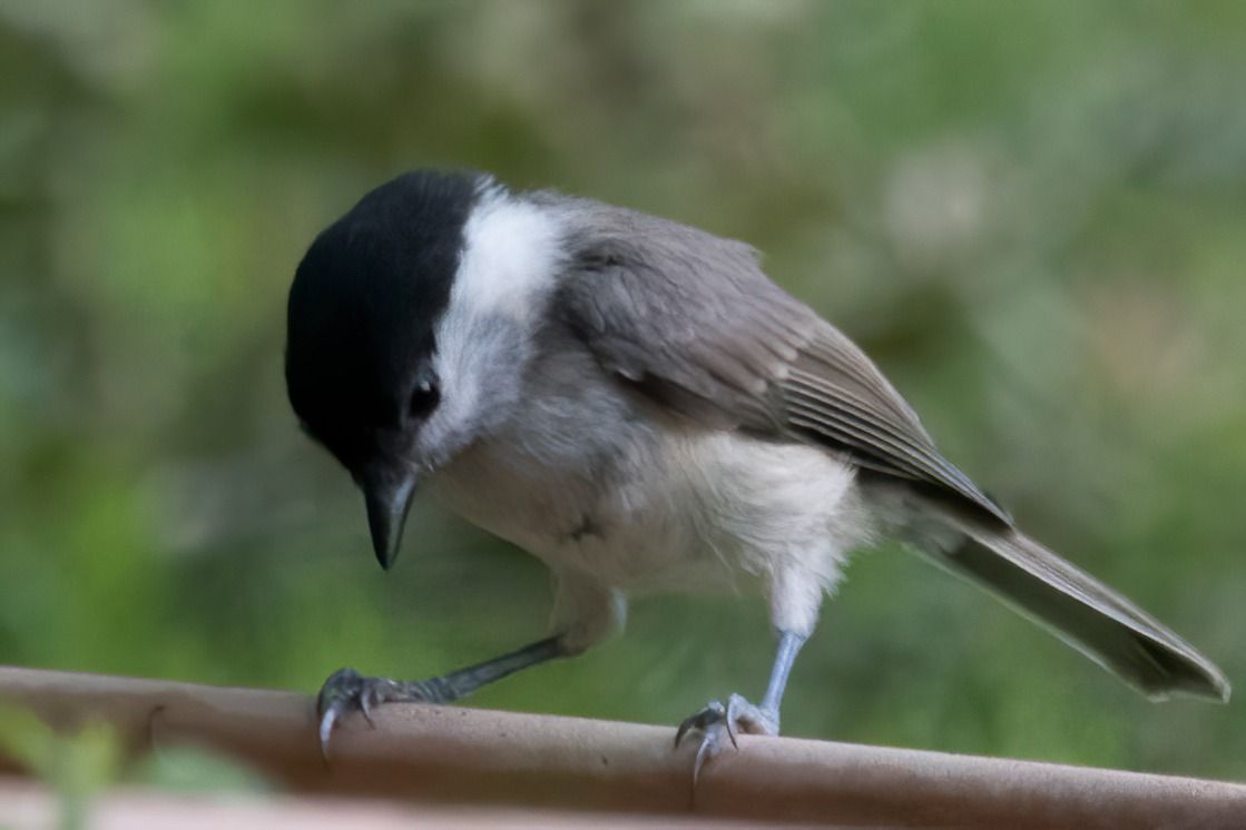 Mésange nonnette 