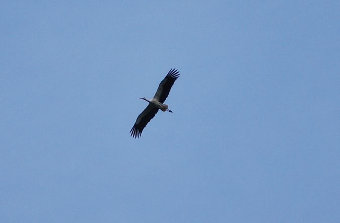Cigogne blanche  - Patrick Fromont