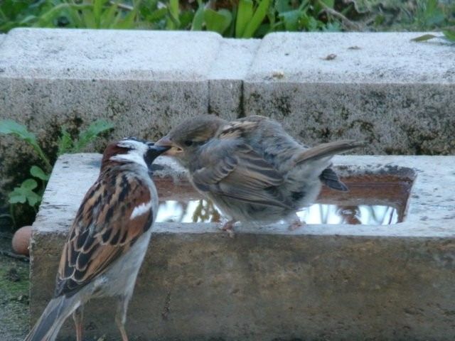 Moineau domestique 