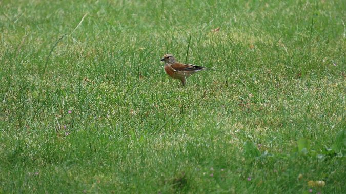Oiseau indéterminé 