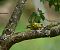 Verdier d'Europe (Chloris chloris) © Boesch Claude