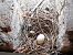 Pigeon biset domestique  - Xavier Terrassier