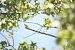 Serin cini (Serinus serinus) © Jaime Bompart Cireau