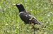 Étourneau sansonnet (Sturnus vulgaris) © Séverine Czn
