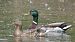 Canard colvert  - Magali Hivert