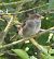Moineau domestique (Passer domesticus) © Magali Hivert