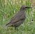 Étourneau sansonnet (Sturnus vulgaris) © Magali Hivert