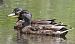 Canard colvert  - Magali Hivert