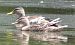 Canard colvert  - Magali Hivert