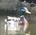 Canard colvert (Anas platyrhynchos) © Magali Hivert