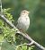 Bruant proyer (Emberiza calandra) © Magali Hivert