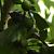 Oiseau indéterminé (Aves sp.) © Magali Hivert