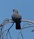 Pigeon colombin  - Magali Hivert